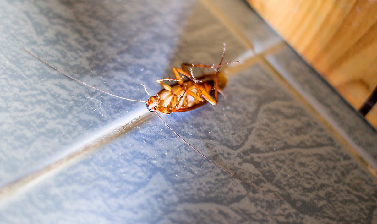 dead cockroach on its back