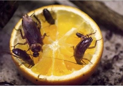 Cockroaches in Food