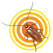 cockroaches Cockroaches