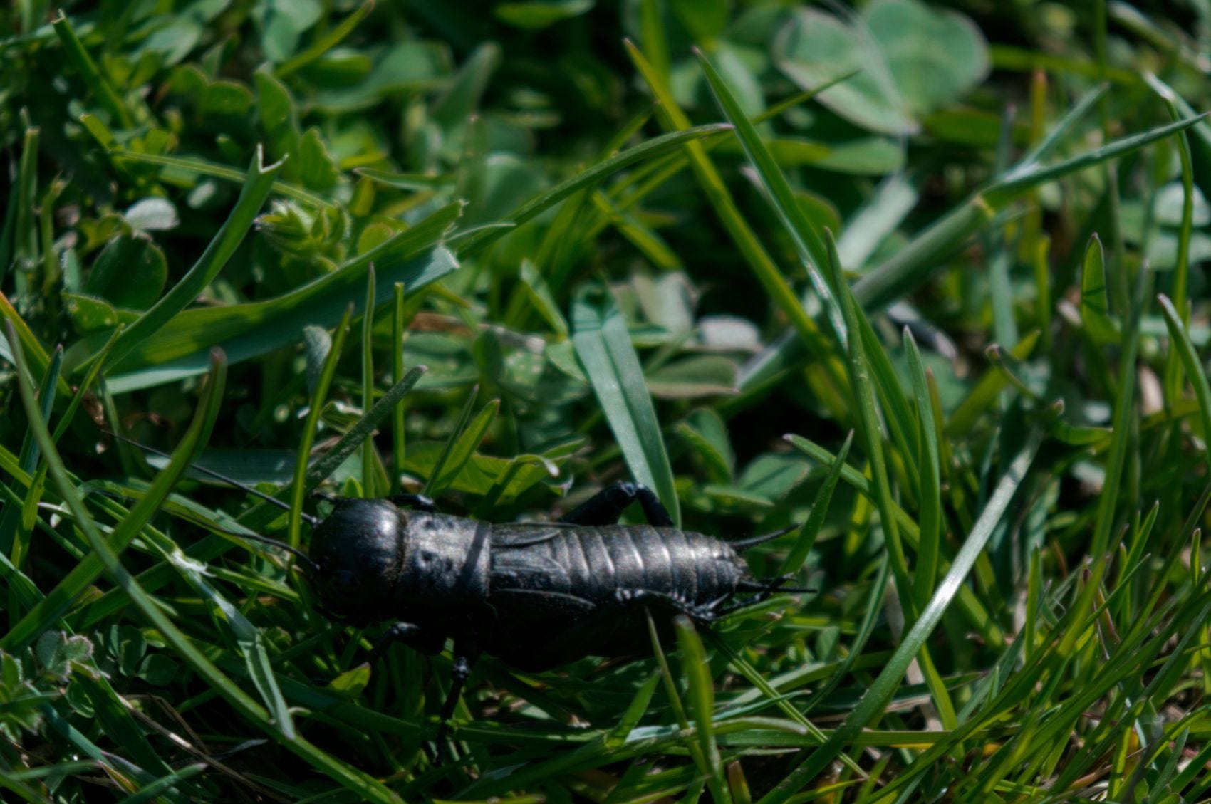 Fall Field Cricket