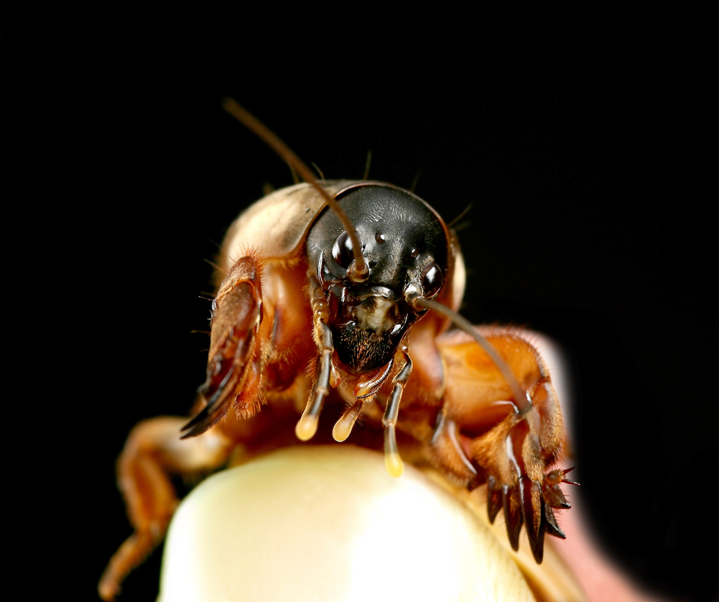 closeup of a cricket