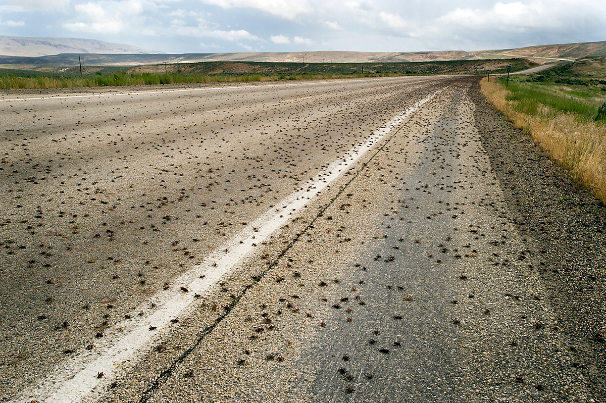 thousands of crickets along a roadside