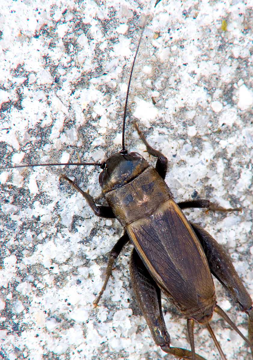 Cricket killer shop