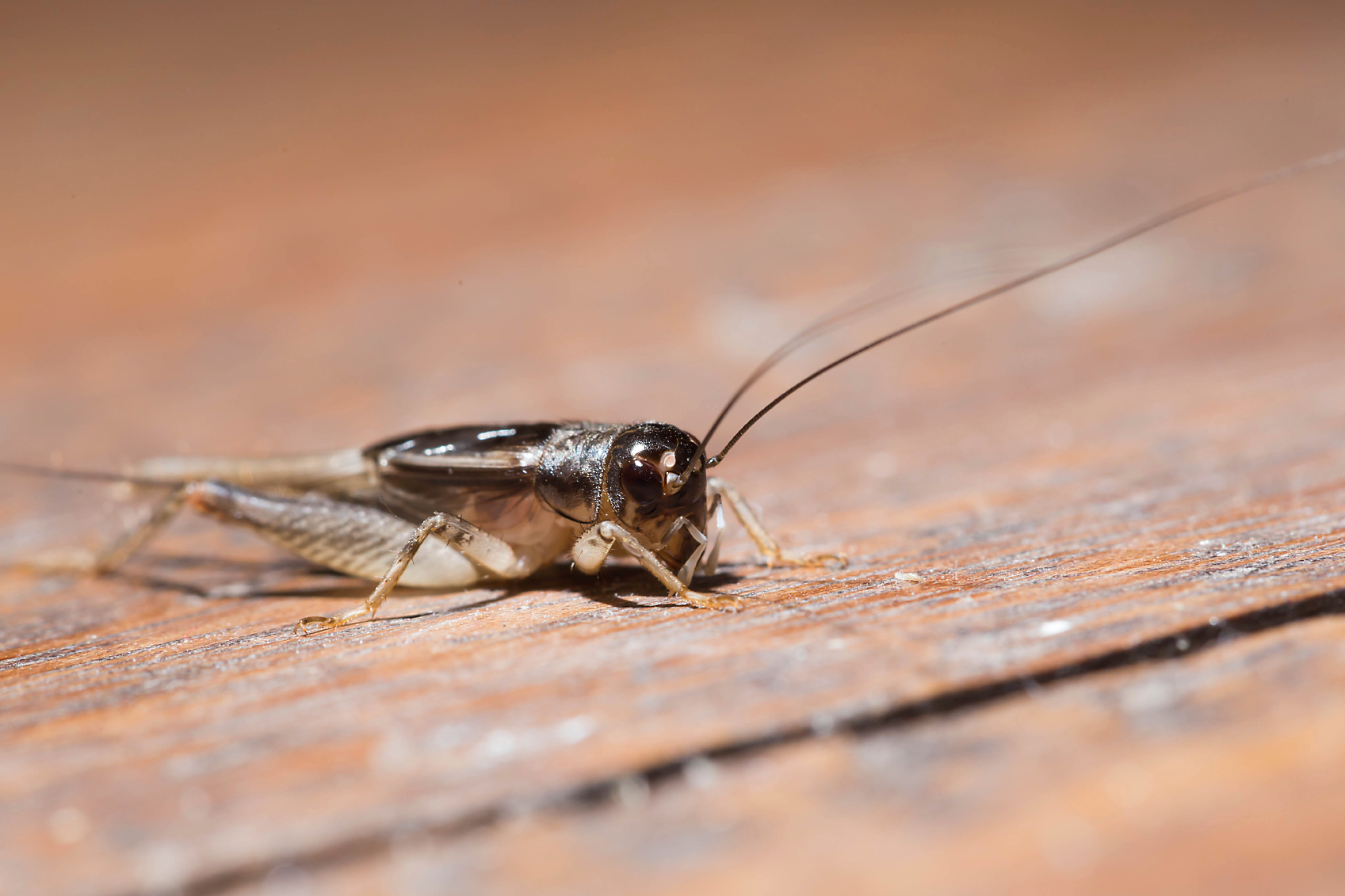 cricket on a wood floor