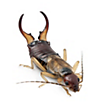 Earwigs