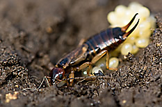 Earwig Lifecycle