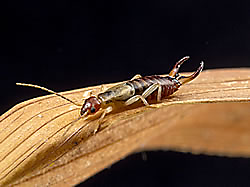 European Earwig