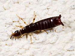 red legged earwig