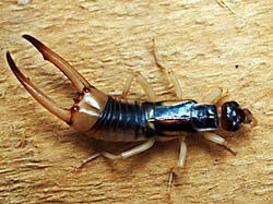 Striped Earwig