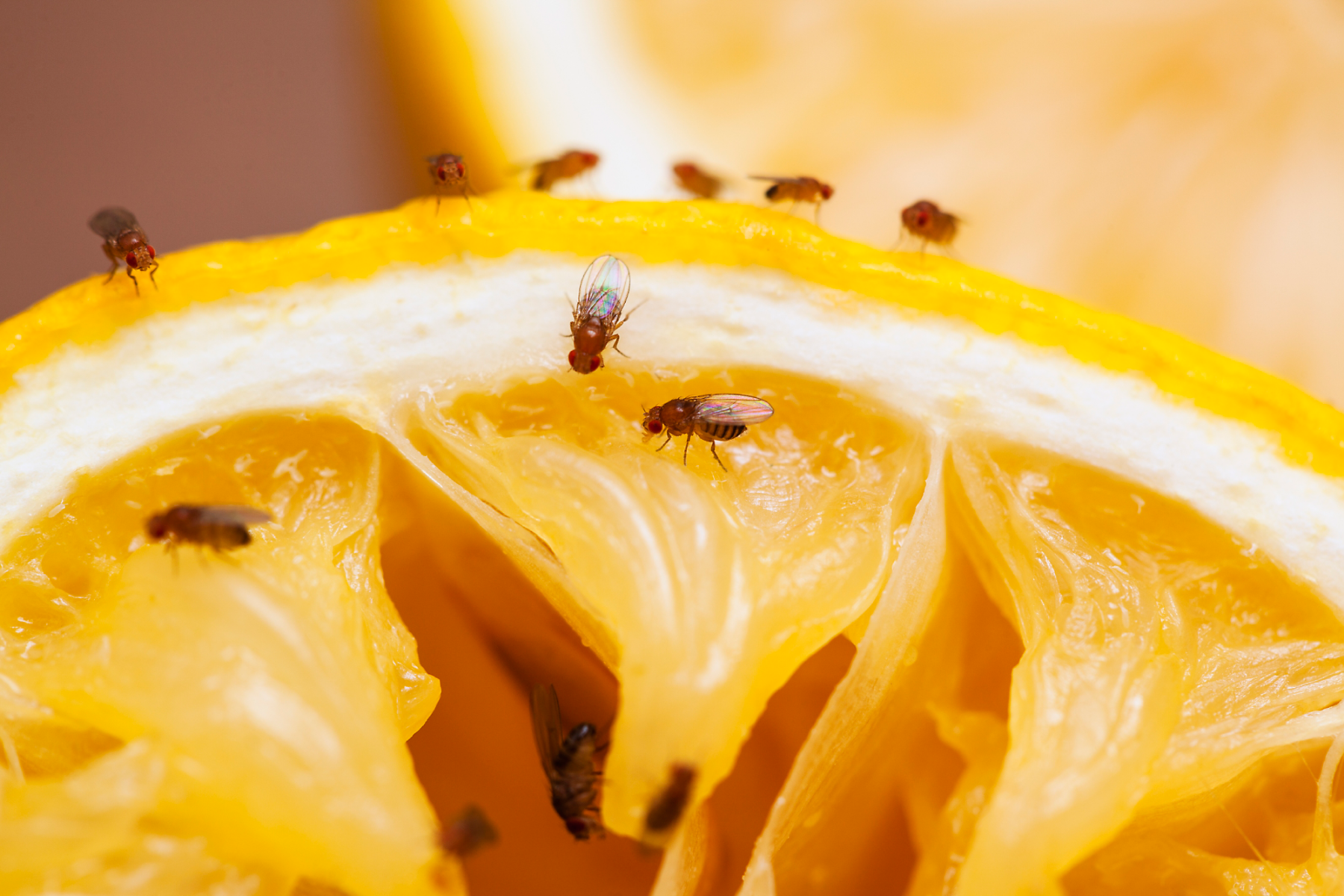 Drain Flies vs Fruit Flies: Drain Fly & Fruit Fly Differences