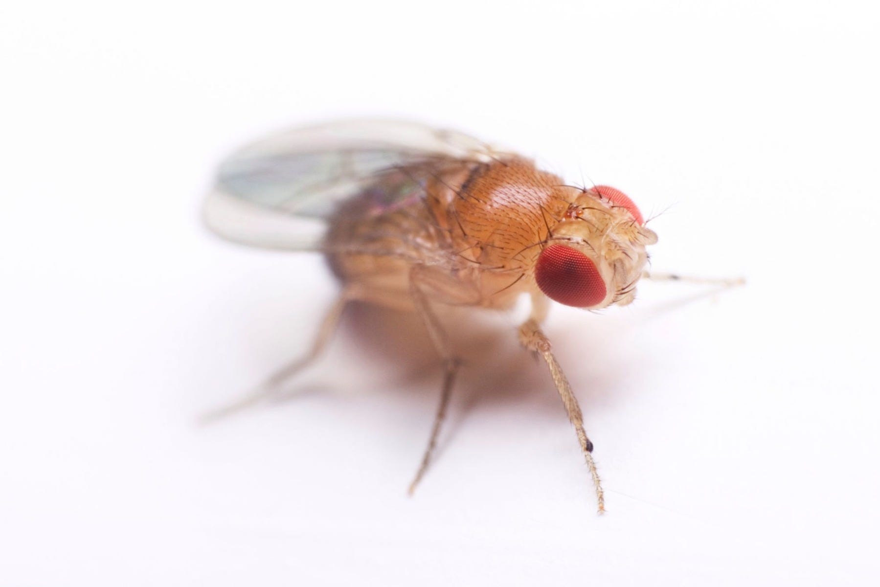 Fruit Flies