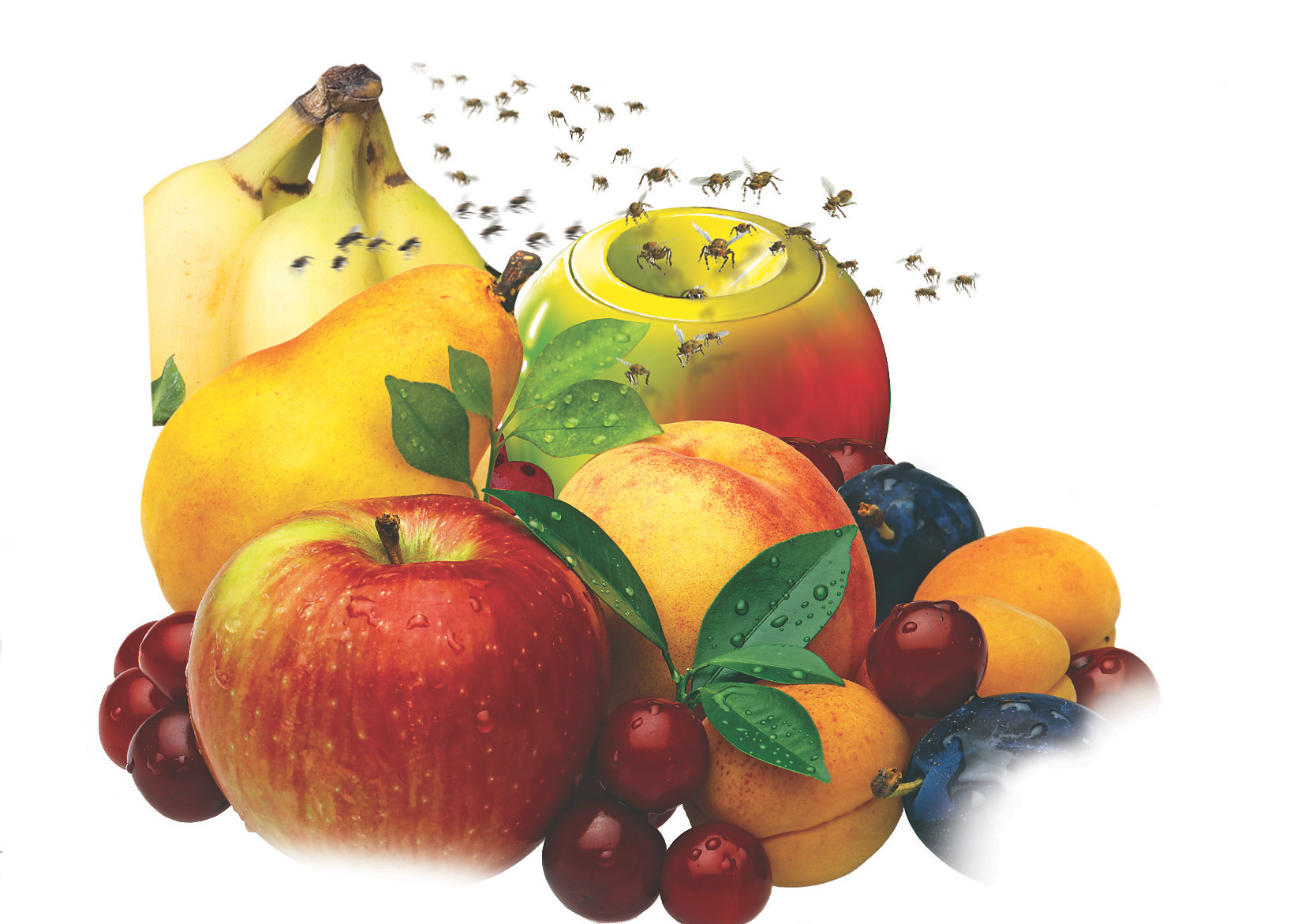 Fruit Flies on fruit