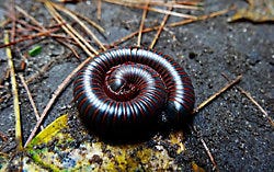 What are Millipedes?