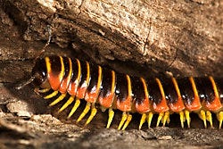 apheloria virginiensis millipede