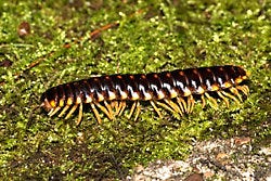 What do millipedes look like