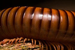 What attracts millipedes?