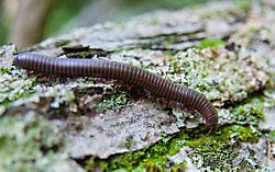 North American Millipede