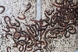 Millipede infestation