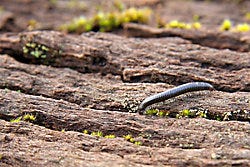 Millipede on log