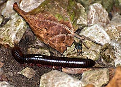 North American Millipede