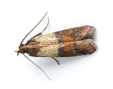 Indian Meal Moths