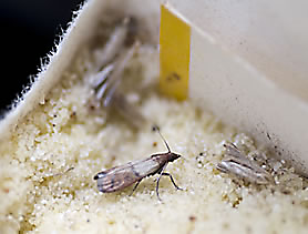 Pantry Moths in my nuts, seeds, beans, oats, etc. They eat through pla, pantry  moth infestation