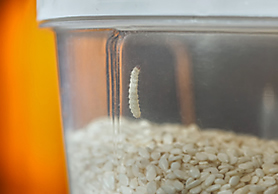 Facts About Pantry Moths