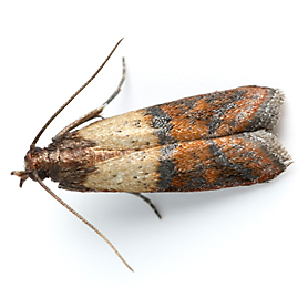 What Causes Pantry Moths? All About Their Life Cycle