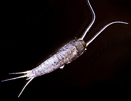 Silverfish Infestation & Control