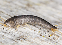 Common Silverfish