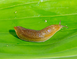 Get Rid of Slug Slime