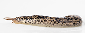 Leopard Slug