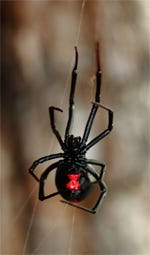 Black Widow Web