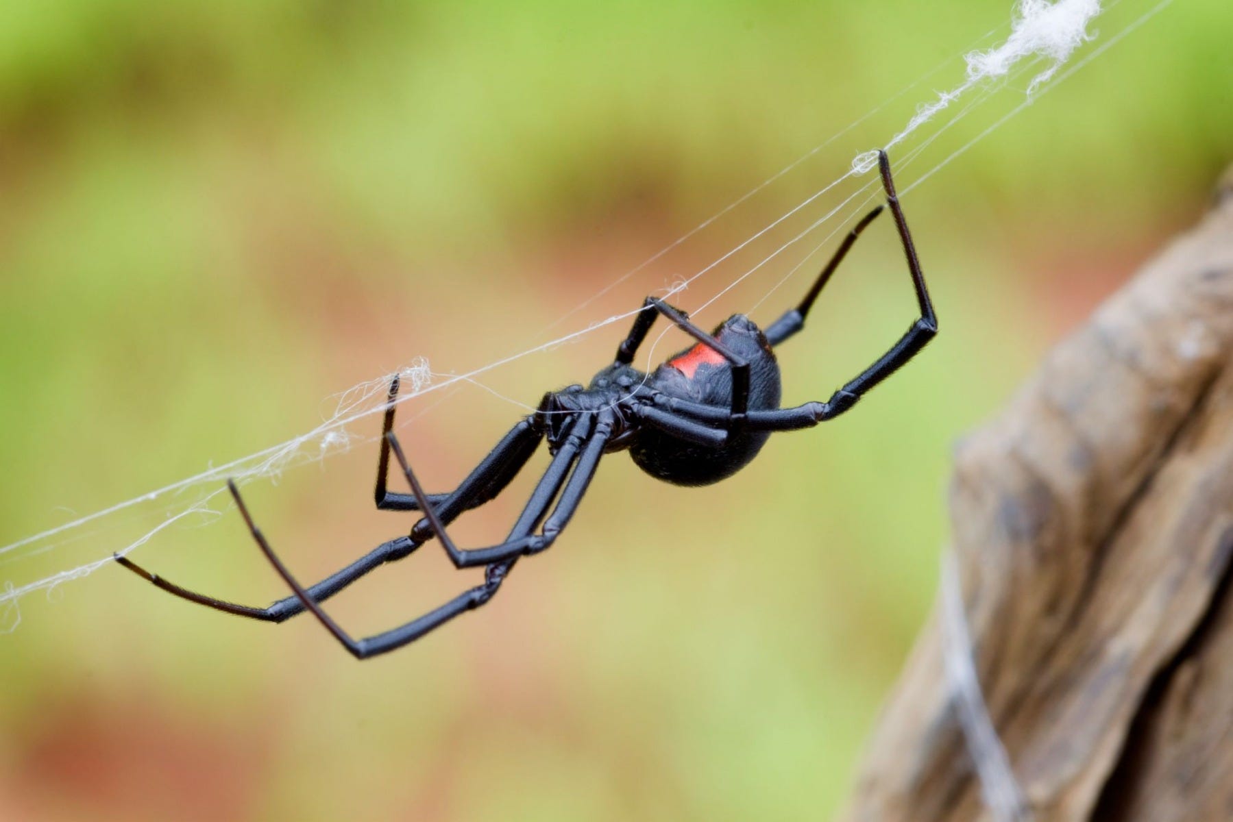 Black Widow Spider