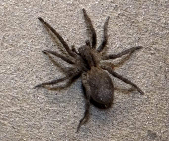 Young cupboard spiders sometimes turn cannibal and eat their