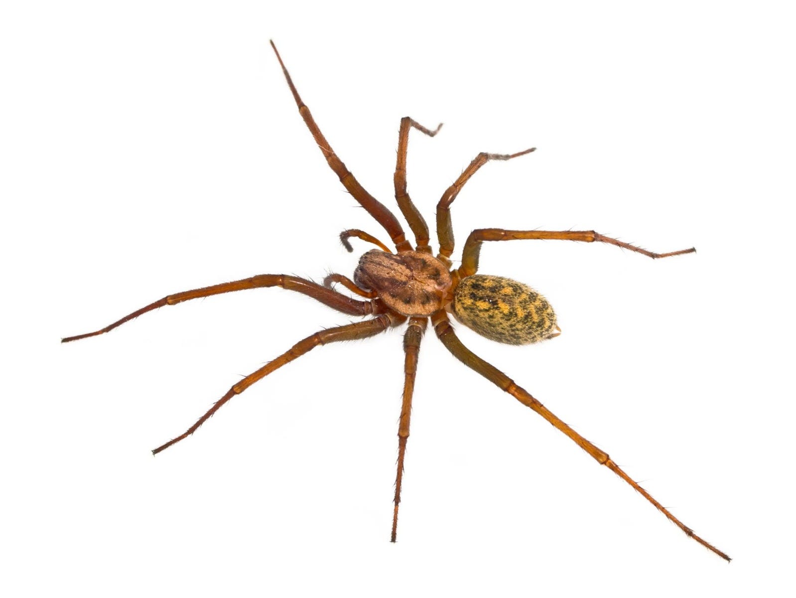 Cellar Spiders – Cellar Spider Bites, Facts and Information