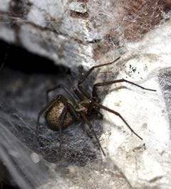 Hobo Spider