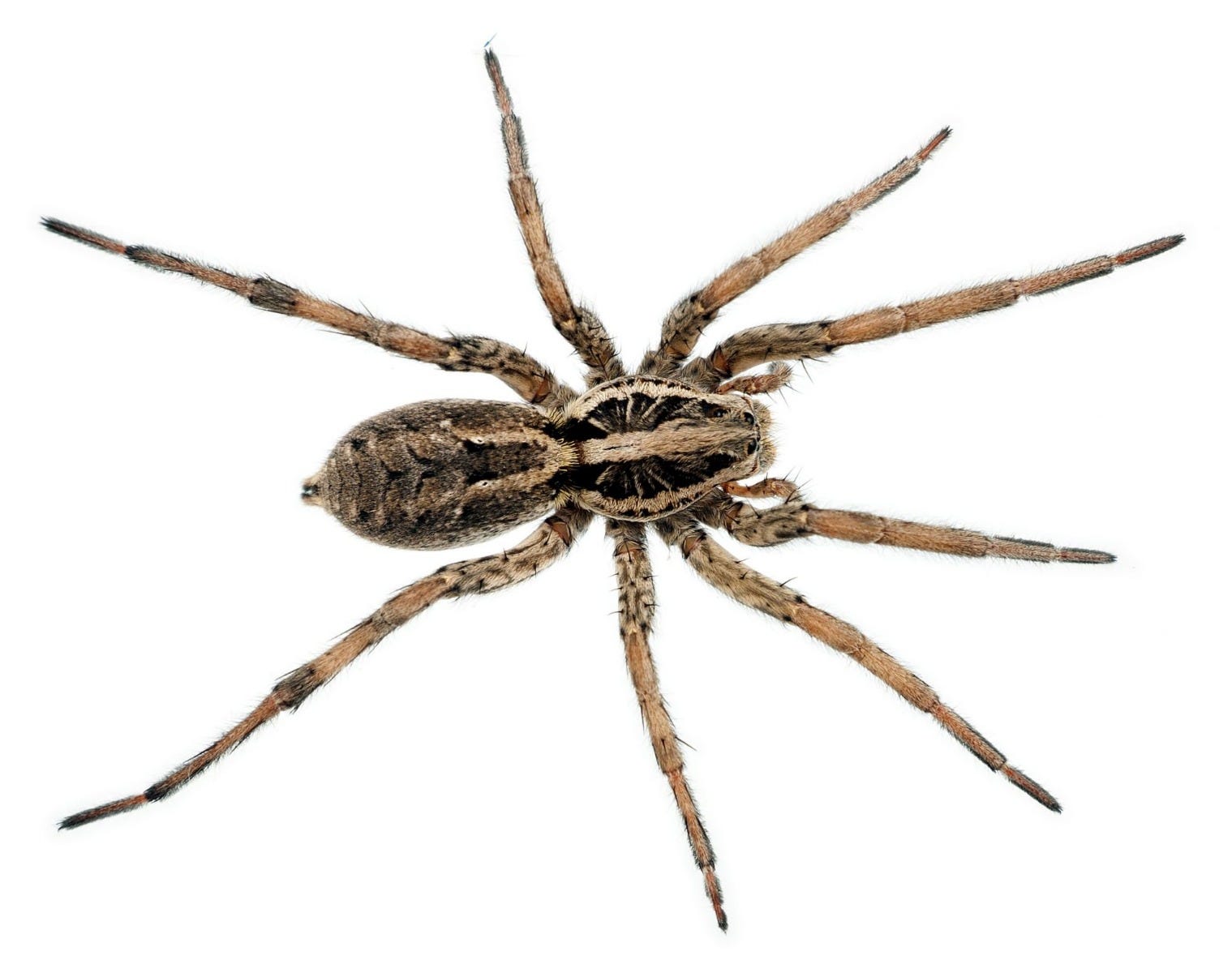 Wolf Spider Smithsonian Institution