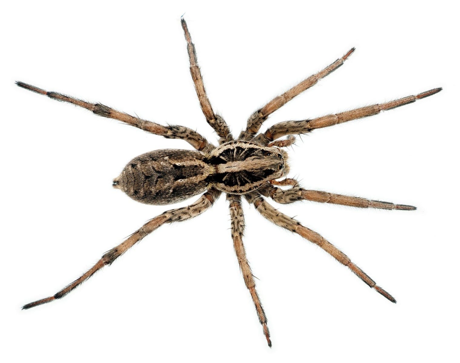 The wolf spider: Facts & bites