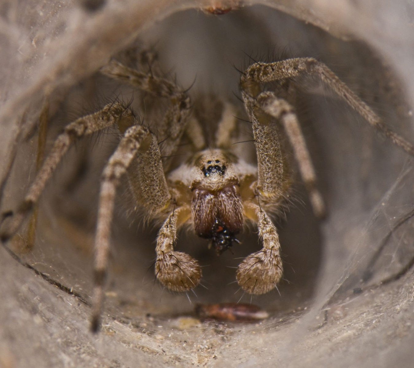 Wolf Spider In Web