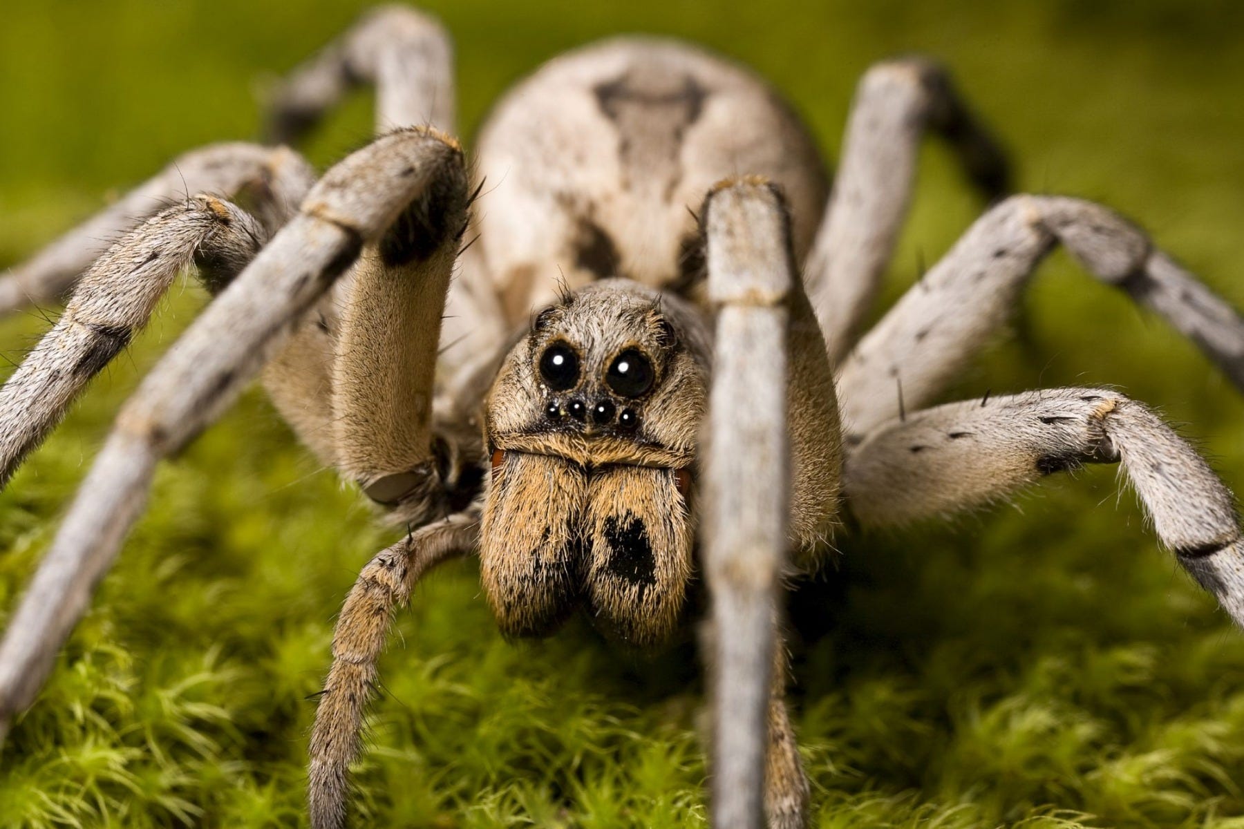 Wolf Spider In Environment