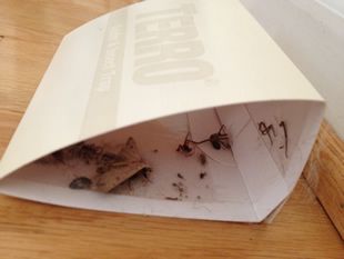 Sticky Spider Traps