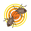 Stink Bugs