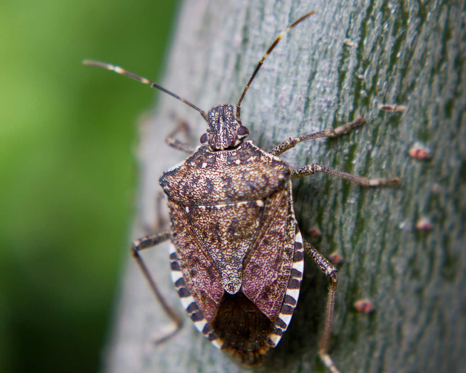 Brown Marmorated Stink Bugs