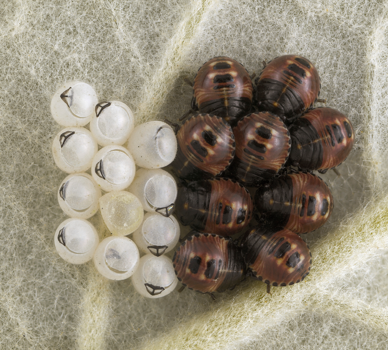 Brown Marmorated Stink Bugs