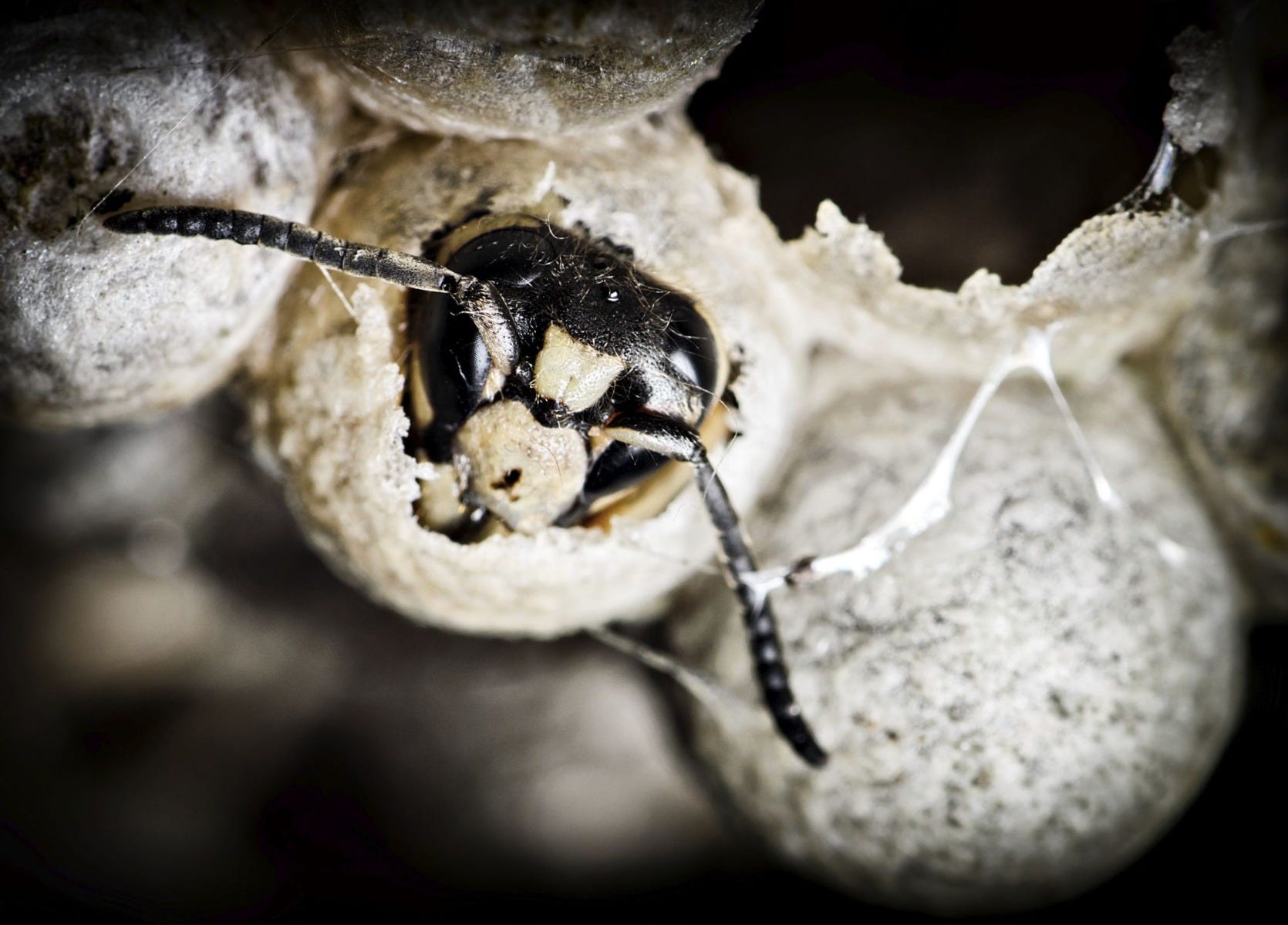 White clearance faced hornet