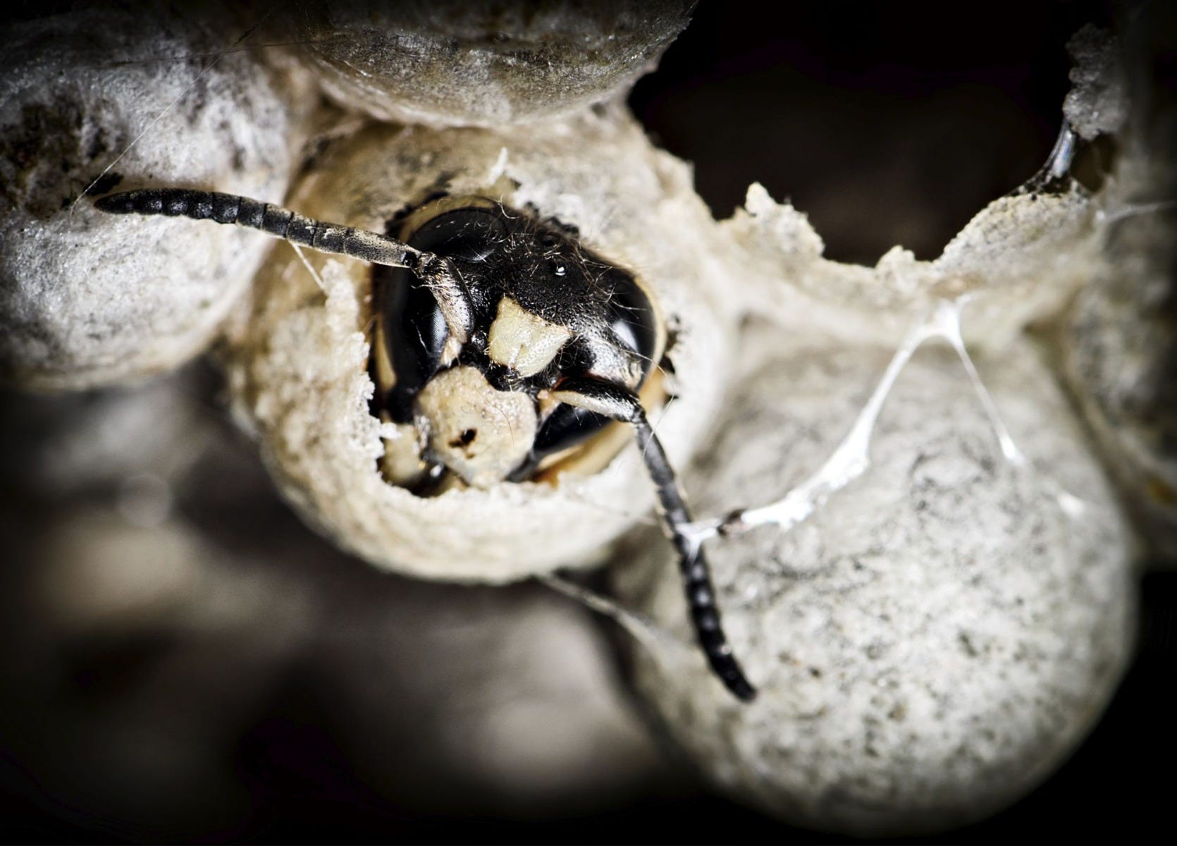 Bald Faced Hornet