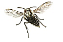 Bald-Faced Hornet