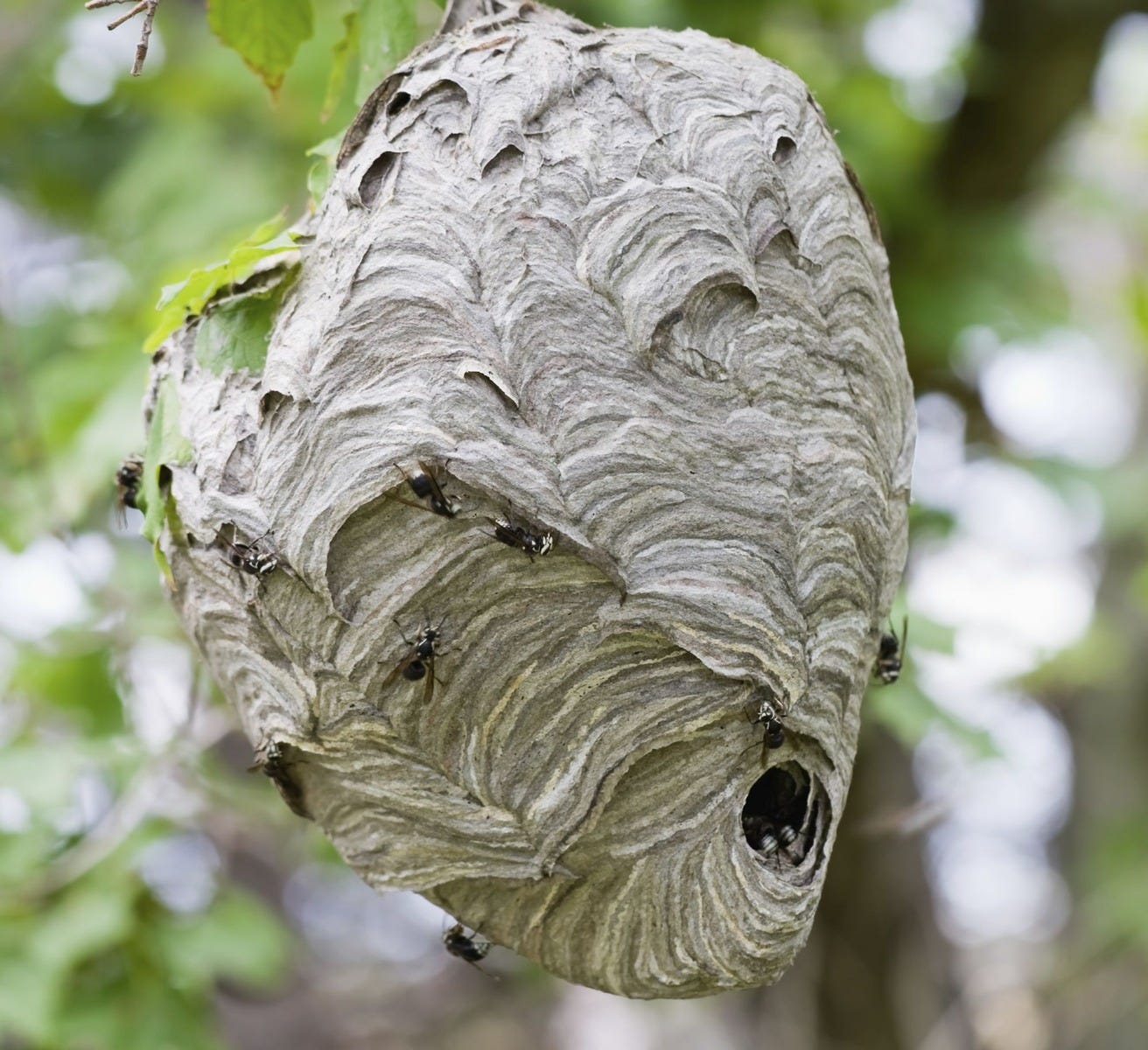 Bald Faced Hornet