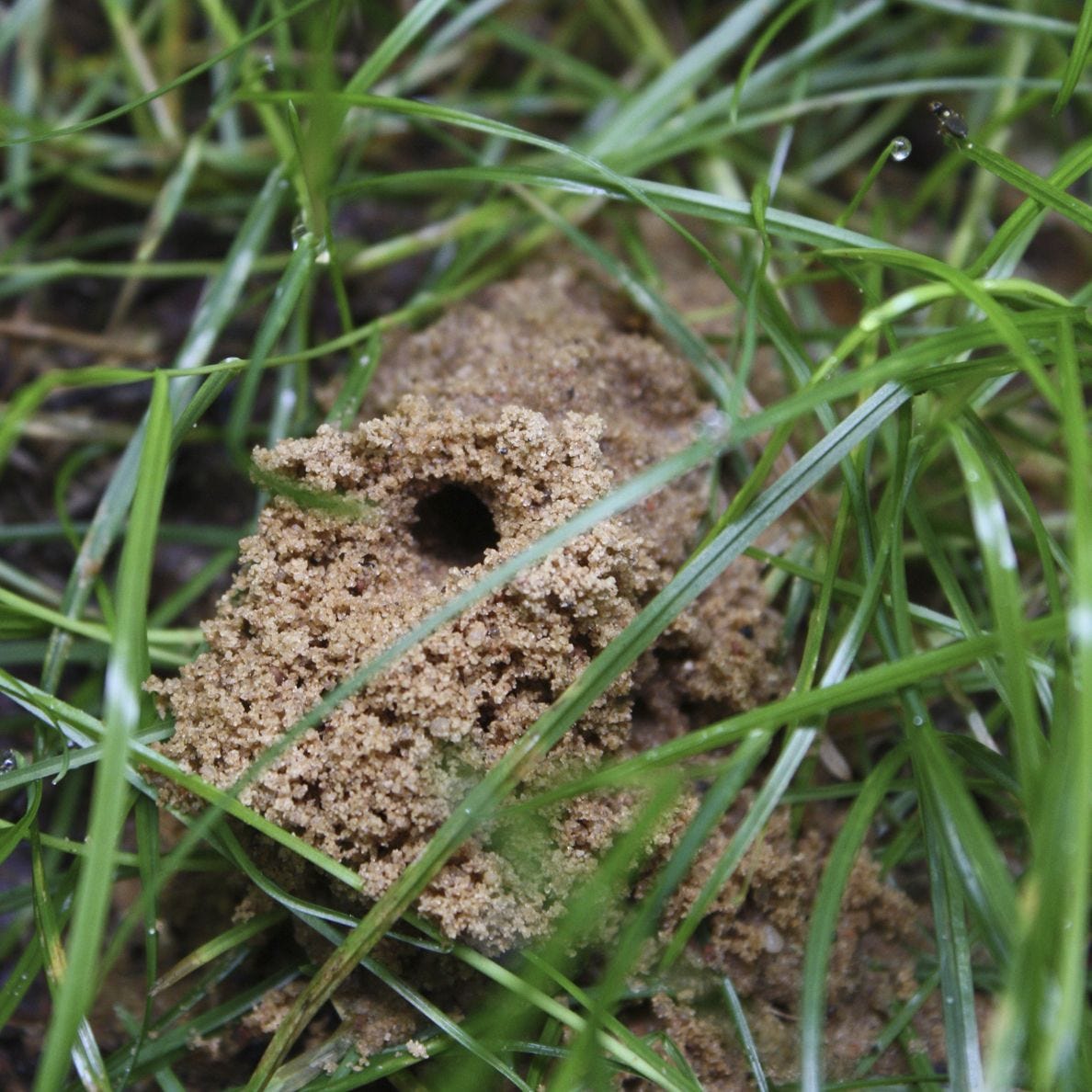 Ground Digger Wasp Get Rid of Wasps & TERRO®